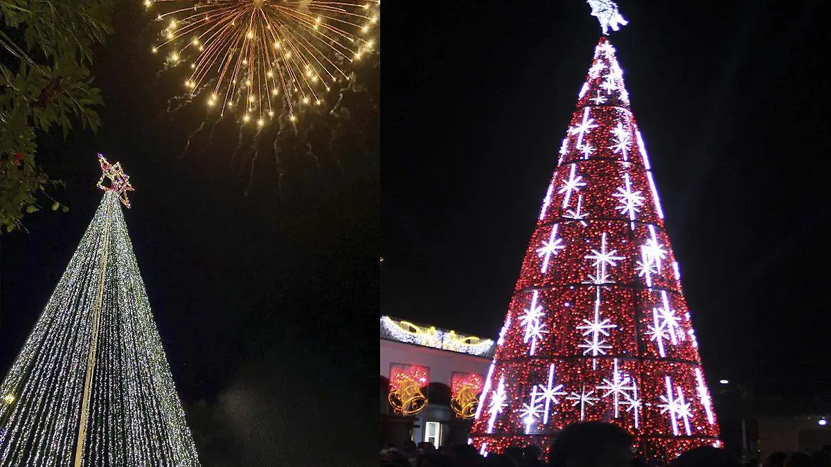 Pinos de Navidad de Veracruz